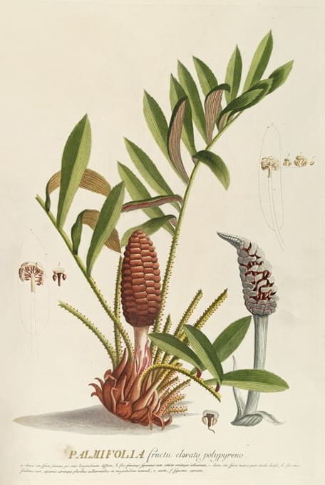Georg Dionysius Ehret - Palmifolia