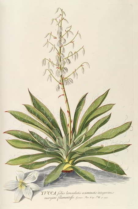 Georg Dionysius Ehret - Yucca