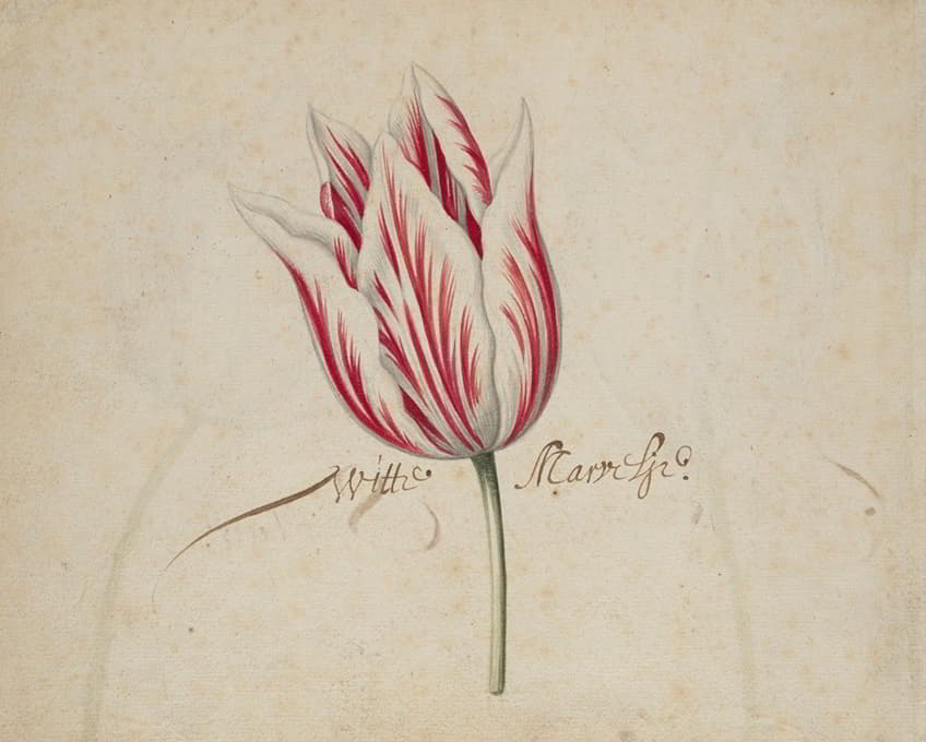 Anonymous - One Tulip