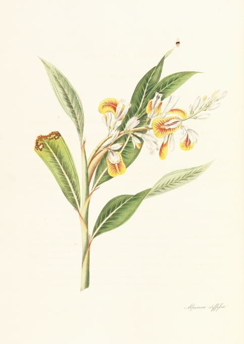 William Roscoe - Monandrian Plants