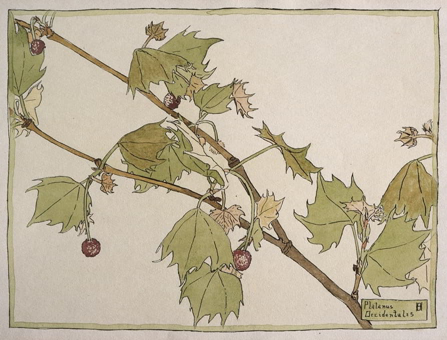 Hannah Borger Overbeck - Platanus Occidentalis (Sycamore)