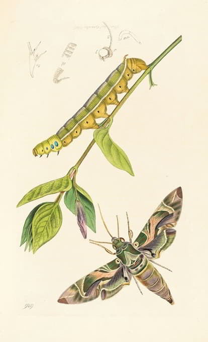 John Curtis - British Entomology