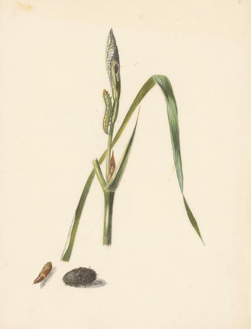 鸢尾花与毛虫的研究，包括蚕茧和斑点毛虫