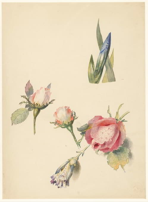 Albertus Steenbergen - Studieblad met drie rozen en een iris