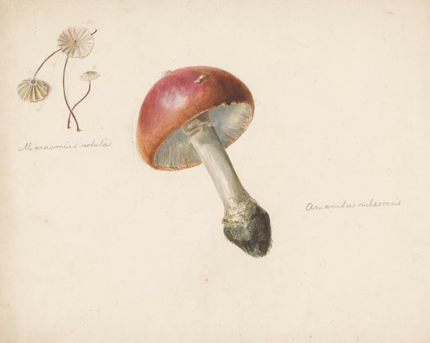 Albertus Steenbergen - Studieblad met paddestoelen, de Amanita Rubescens en de Marasmius Rotula