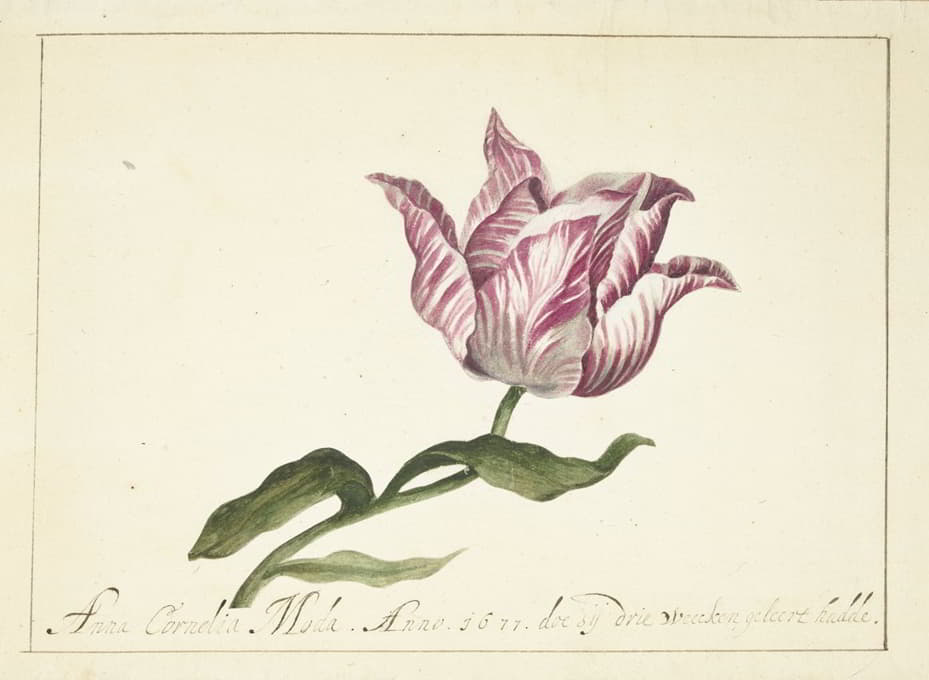 Anna Cornelia Moda - Tulip