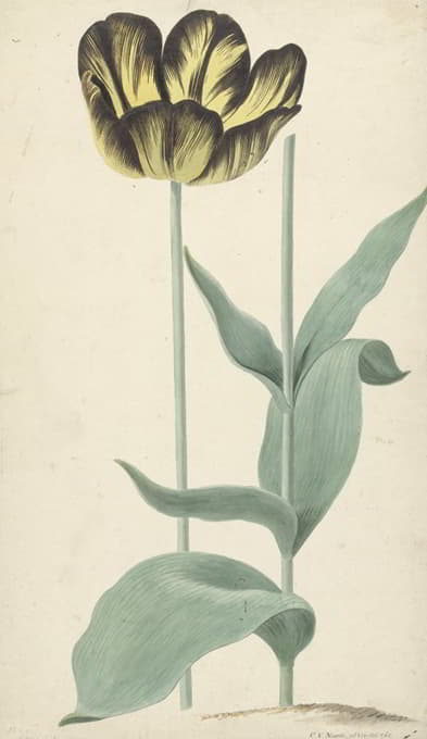 Cornelis van Noorde - De tulp Bizard Catafalque