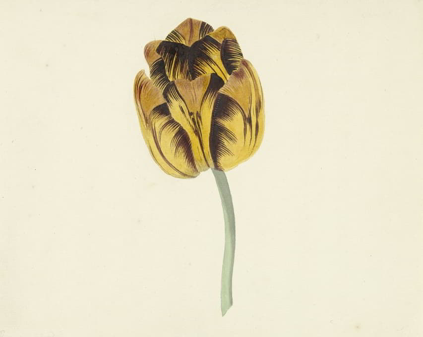 Cornelis van Noorde - Tulp genaamd Bizard Leodie