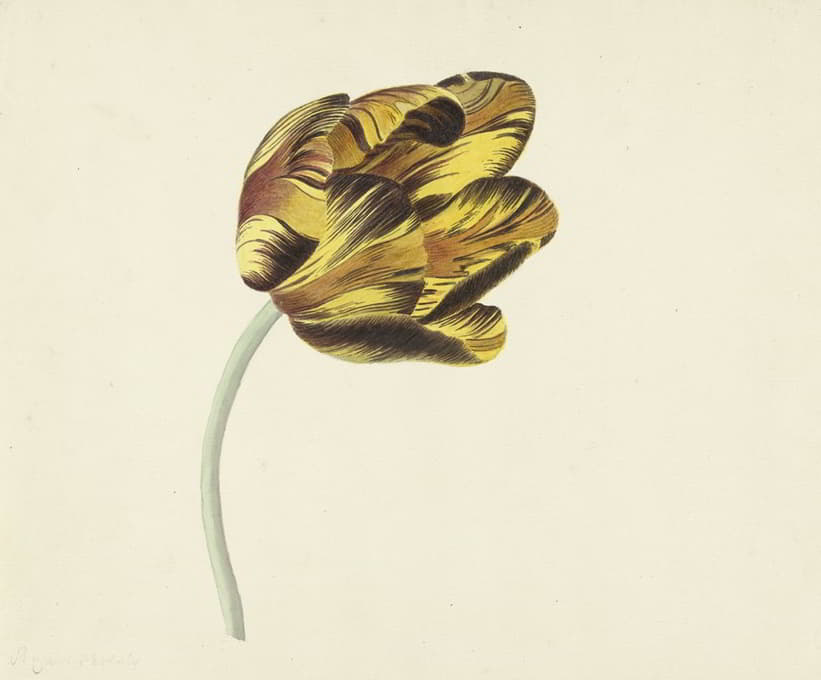Cornelis van Noorde - Tulp genaamd Bizard Phoenix