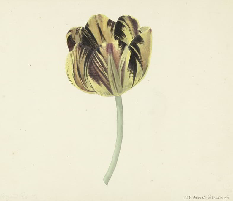 Cornelis van Noorde - Tulp genaamd Bizard Rosette
