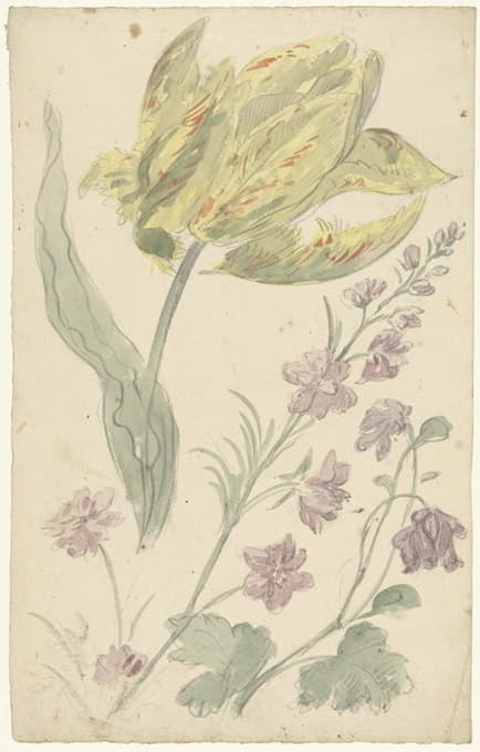 Elias van Nijmegen - Studie van een gele tulp en een andere plant