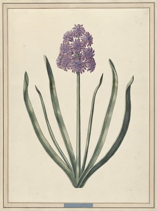 F. Wijandt - Hyacint (Charmante Violet)