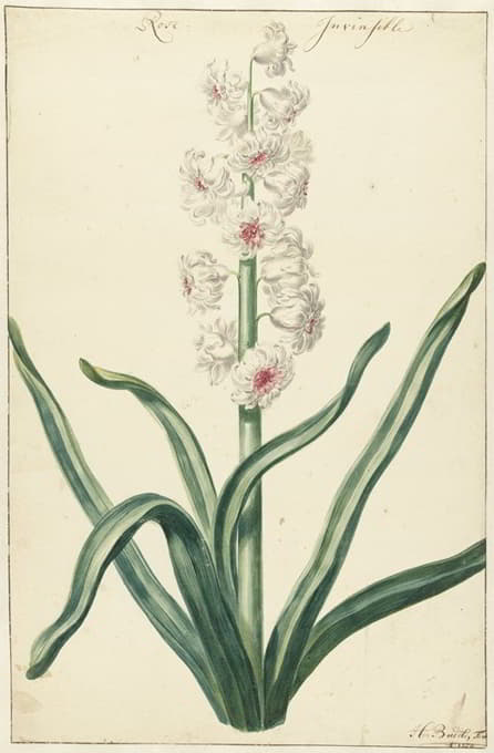 Hendrik Budde - Witte hyacint