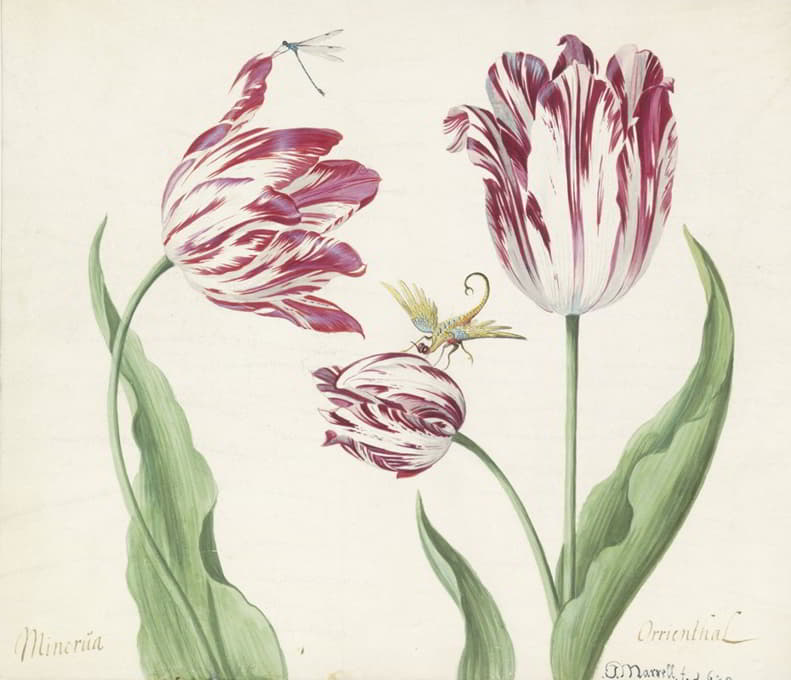 Jacob Marrel - Drie tulpen met waterjuffer en een ander insect
