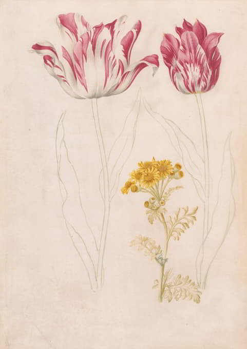 Jacob Marrel - Twee tulpen en een takje met gele bloemen