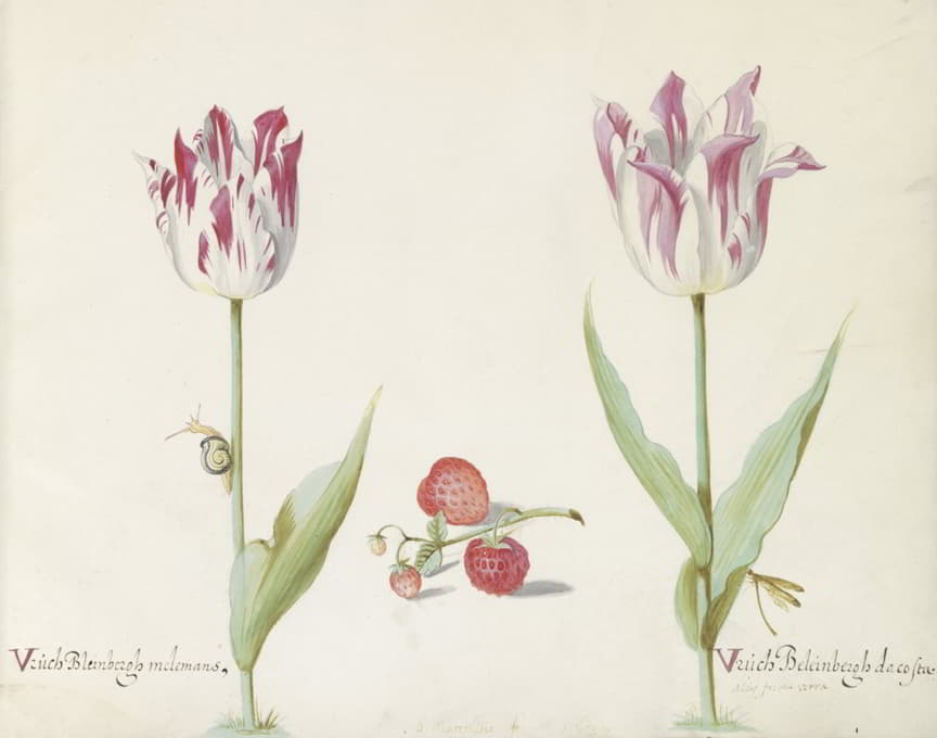 Jacob Marrel - Twee tulpen met aardbeien en slak