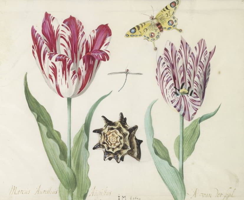 Jacob Marrel - Twee tulpen met schelp, waterjuffer en vlinder