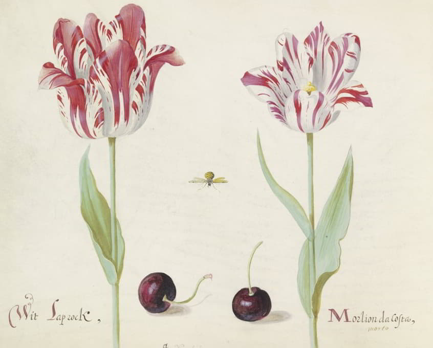 Jacob Marrel - Twee tulpen met twee kersen en bij