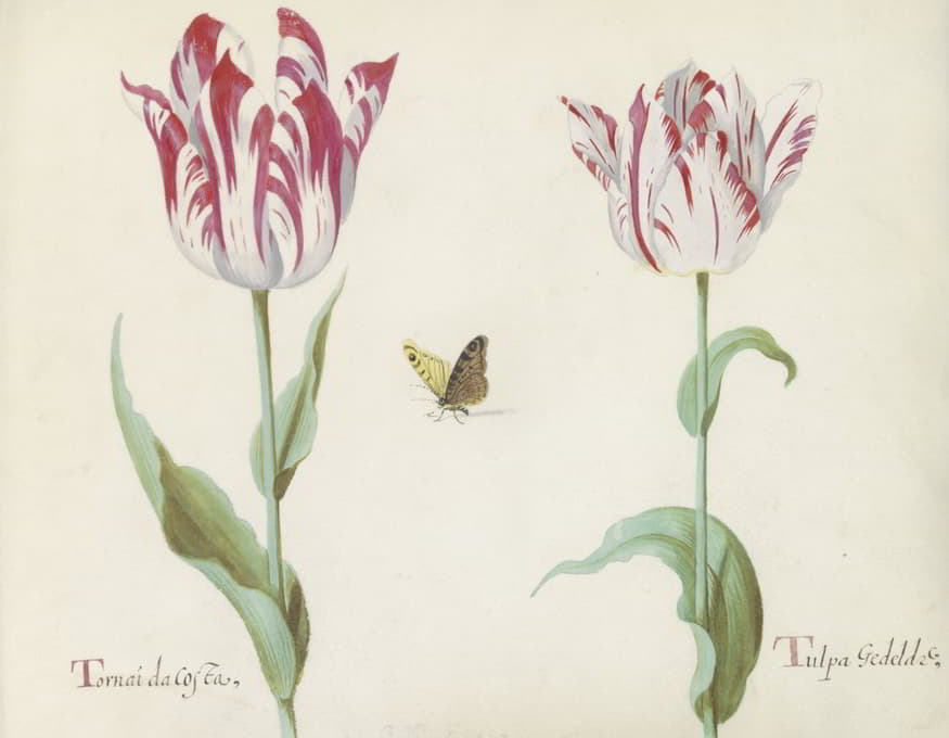 Jacob Marrel - Twee tulpen met vlinder…