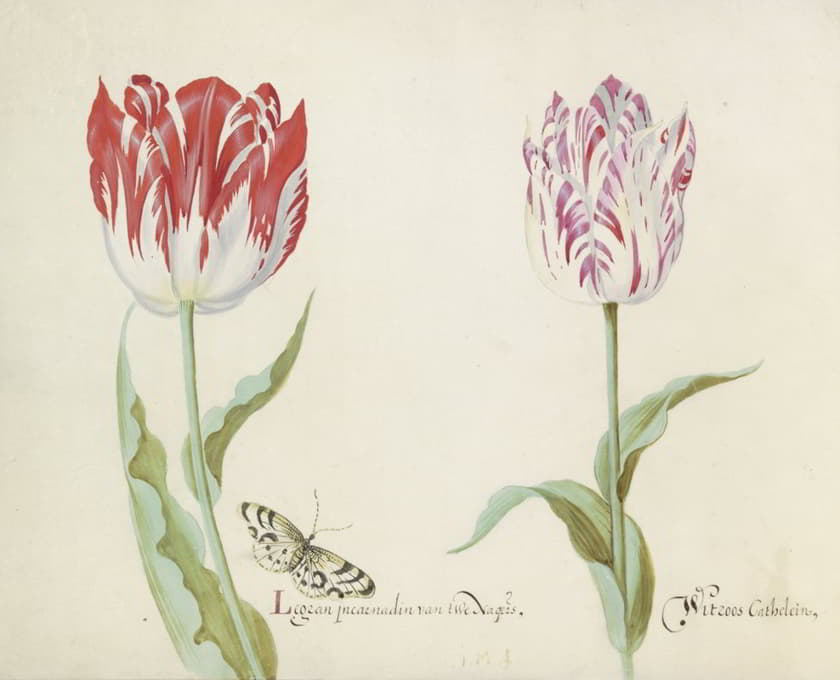 Jacob Marrel - Twee tulpen met vlinder..