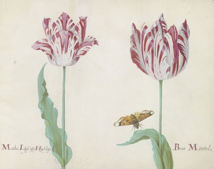 Jacob Marrel - Twee tulpen met vlinder