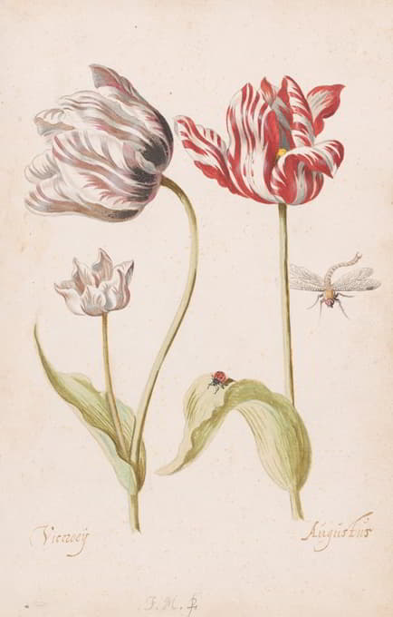 Jacob Marrel - Two Tulips with Insects