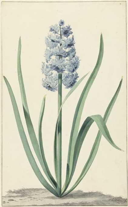 Jan Augustini - De blauwe hyacint Franciscus Primus