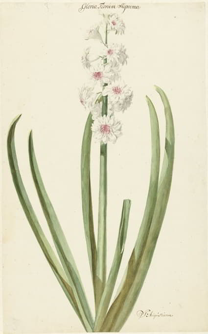 Jan Augustini - De rozewitte hyacint Gloria Florum Suprema