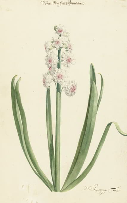 Jan Augustini - De rozewitte hyacint Kroon van Groot Brittanien