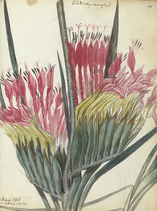 Jan Brandes - Kaapse bloem