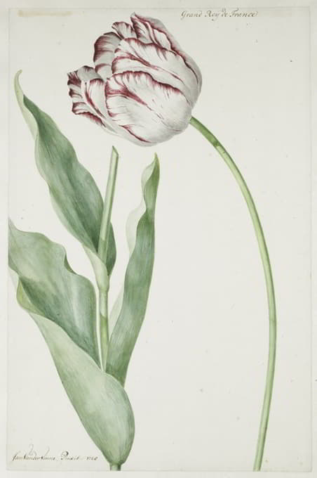Jan Laurensz. van der Vinne - Tulip Grand Roy de France