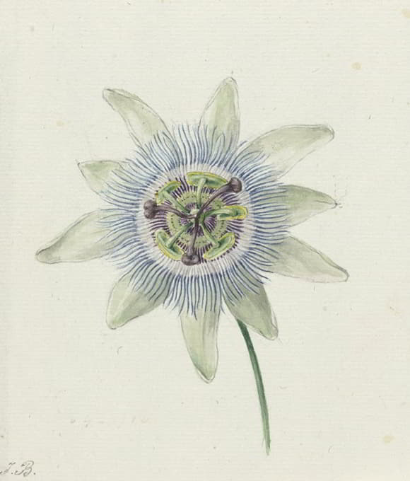 Jean Bernard - Passion Flower