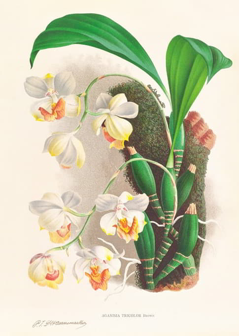 Jean Jules Linden - Aganisia tricolor