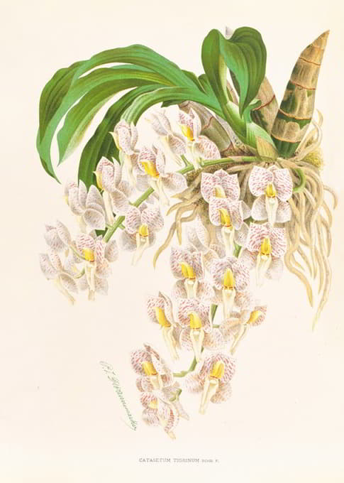 Jean Jules Linden - Catasetum tigrinum