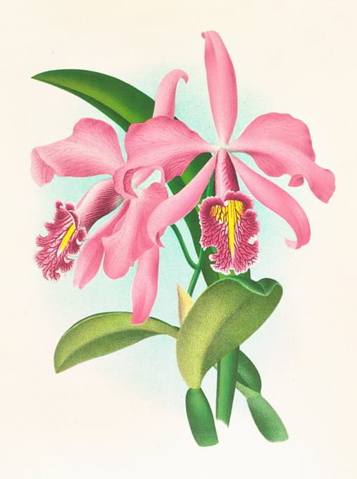 Jean Jules Linden - Cattleya maxima.