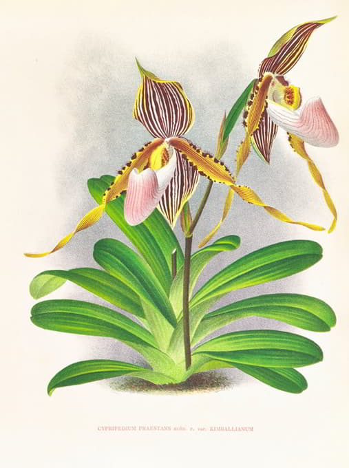 Jean Jules Linden - Cypripedium praestans var kimballianum