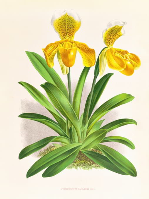 Jean Jules Linden - Cypripedium sallieri