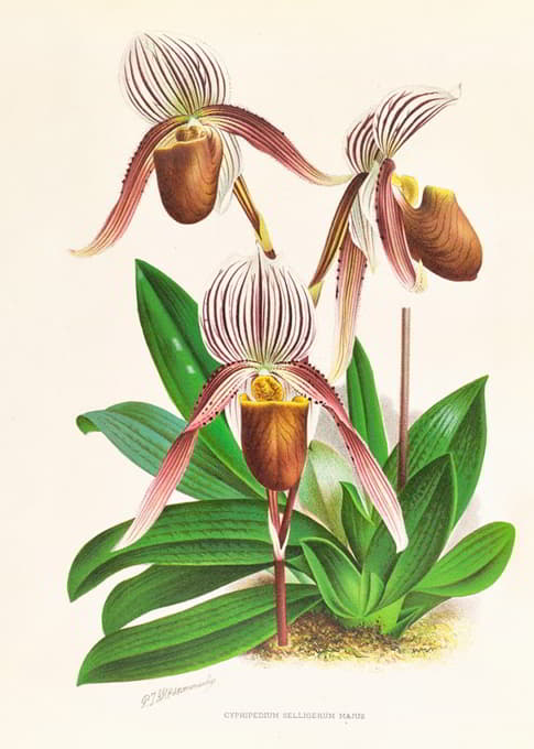 Jean Jules Linden - Cypripedium selligerum majus