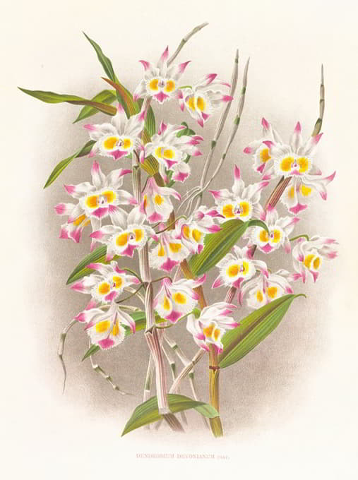Jean Jules Linden - Dendrobium devonianum