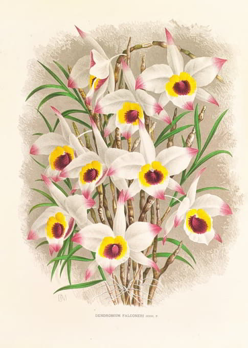 Jean Jules Linden - Dendrobium Falconeri