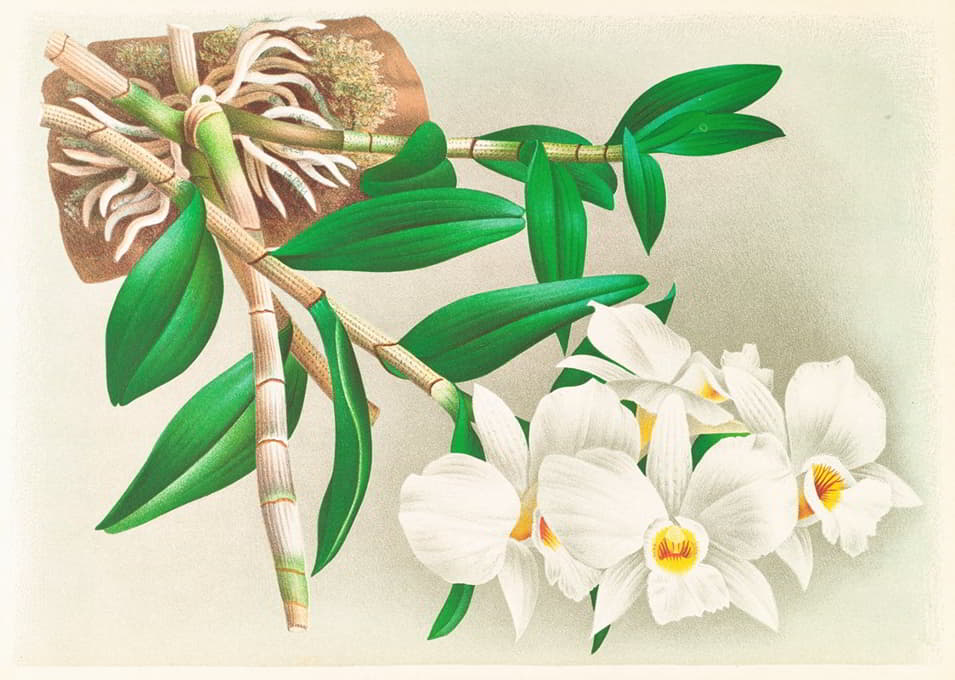 Jean Jules Linden - Dendrobium infundibulum