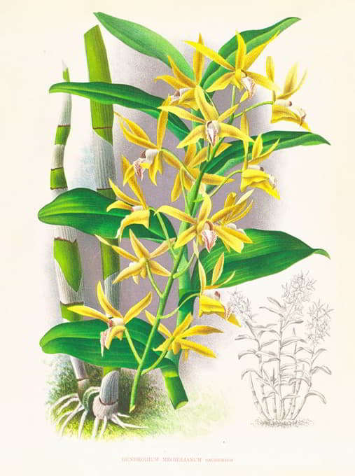 Jean Jules Linden - Dendrobium mirbelianum
