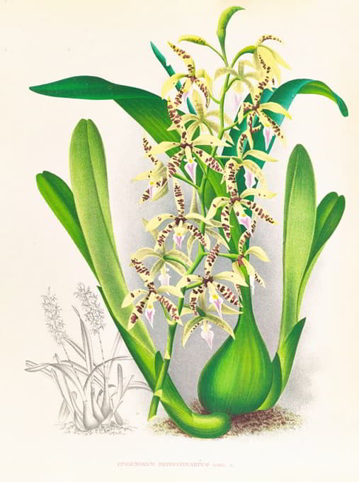 Jean Jules Linden - Epidendrum prismatocarpum