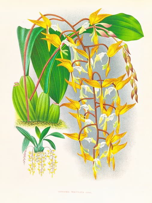 Jean Jules Linden - Gongora maculata