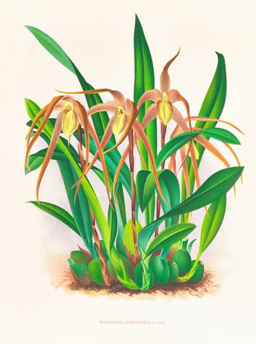 Jean Jules Linden - Maxillaria longisepala