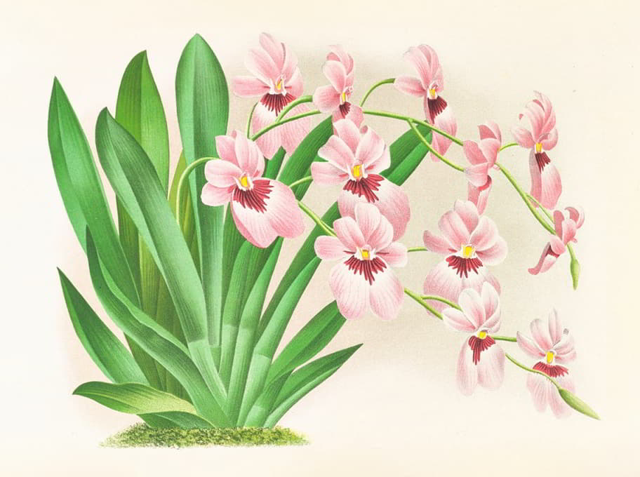 Jean Jules Linden - Miltonia vexillaria