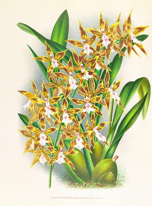 Jean Jules Linden - Odontoglossum boddaertianum