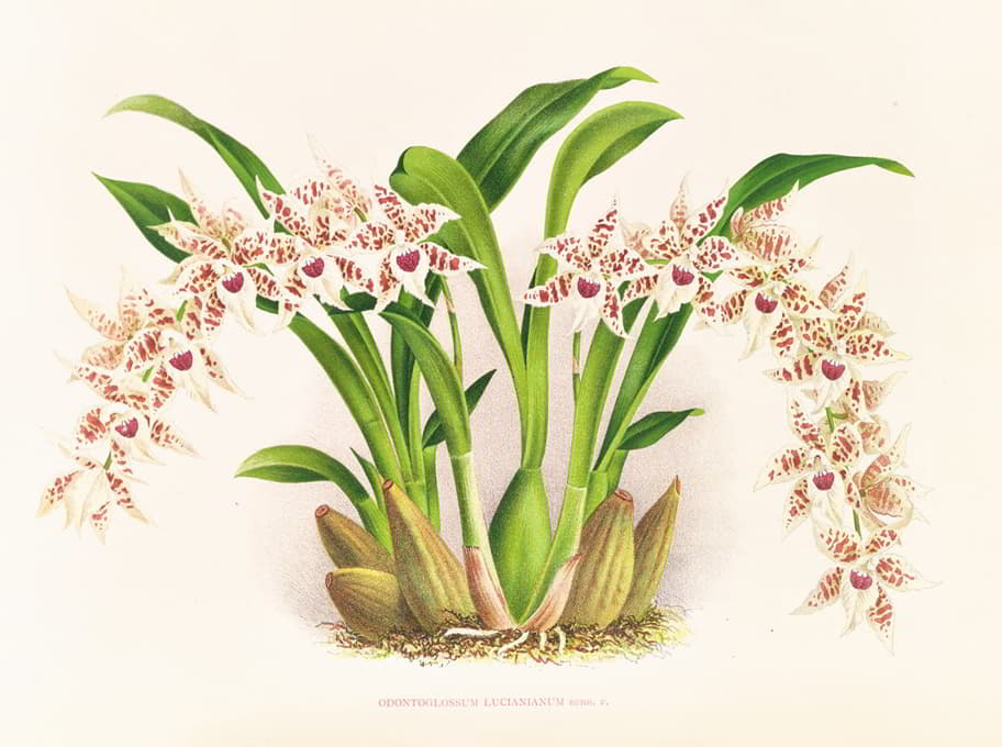 Jean Jules Linden - Odontoglossum lucianianum