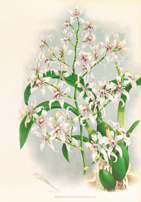 Jean Jules Linden - Odontoglossum ramosissimum