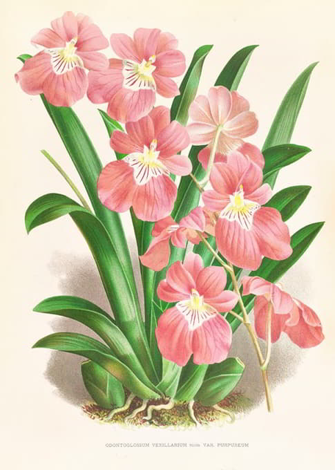 Jean Jules Linden - Odontoglossum Vexillarium